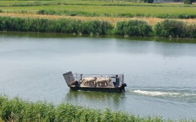 Wat is jouw rol als manager als je team moet veranderen?